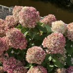 Hortenzia metlinatá (Hydrangea paniculata) ‘LIVING RASPBERRY PINK’® by LIVING CREATIONS® - výška 20-30 cm, kont. C1,5L